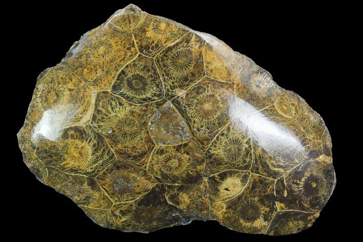Polished Fossil Coral (Actinocyathus) - Morocco #100621